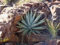 AGAVE chrysantha 15 SEMI:Seeds