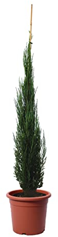 KENTIS - Wacholder Pflanze - Juniperus Virginiana Blue Arrow - Echte Winterharte Pflanzen für Garten - Heckenpflanze - Hoch 175-200 cm Topf Ø 30 cm