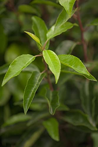 Prunus lusitanica 125-150 cm - Portugiesischer Kirschlorbeer, immergrün, ideal als Hecke, pflegeleicht, winterhart