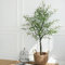 semi di ulivo semi di bonsai ulivo stelo resistente piante da balcone vaso per piante esotici albero da giardino interno resistenti in vaso esterno all'esterno decorazione del balcone 20pcs