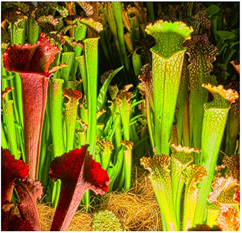 Carnivorous Plant Soil - Venus Fly Trap, Sarracenia & Terrarium Potting Compost 5.5 Litres - Hydrate at Home