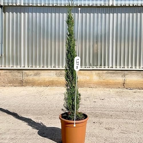 Albero Cipresso Sempervirens Totem