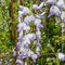 Glicine a fiore blu, 2 piante con altezza 100/120 cm, vaso Ø16