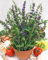 Hyssopus officinalis ca. 9x9 cm Topf - Echter Ysop, blaue Blüten, Blütezeit Juni-September, ideal für Kräutergärten, bienenfreundlich, pflegeleicht