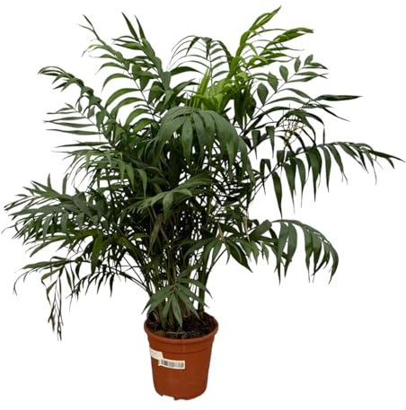 Trendyplants - Chamaedorea Elegans - Palmier de montagne - Plante d'intérieur - Hauteur 90-110 cm - Taille du pot Ø21cm