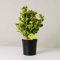 Plantì EUONYMUS JAPONICUS Arbusto sempreverde da esterno, vaso da 19 cm. Piante vere da giardino e terrazzo con foglie variegate. 6 mesi di concimazione inclusi. Idea regalo pianta da esterno (Aureo).