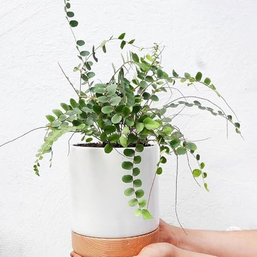 schwertfarn samen, zimmerpflanzen groß,blumen garten pflanzen samen,schattenpflanzen winterhart grünpflanzen,pflanztöpfe ausgefallene geschenke,einfach zu Pflanzen geschenke für 60pcs