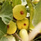 200 pcs feigenbaum winterhart samen, ostergeschenke, pflanzen balkon feigenbaum kaufen - Ficus carica - obst, zimmergewächshaus anzucht gartenpflanzen winterhart mehrjährig, kübelpflanzen