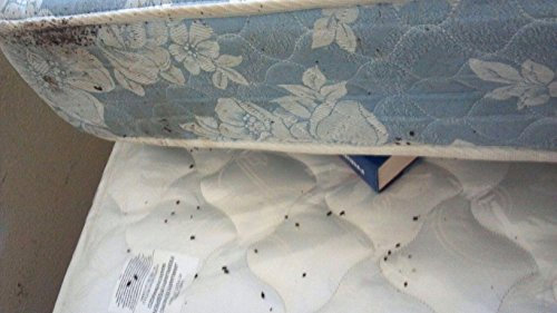 ClearOFF DEBed™ 4.8Kg Natural Bed Bug Killer Powder Insecticide Bed Bugs Fleas Ticks Lice Mites - No Chemicals - No Resistance - Human & Pet Safe - Beds Furniture Carpets Laminate