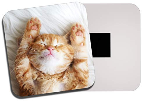 Sleeping Ginger Kitten Fridge Magnet - Cat Cats Cute Baby Animal Fun #13113