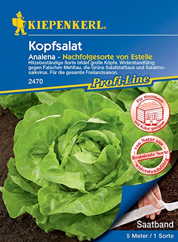 Kiepenkerl 2470 Kopfsalat Analena Saatband, hitzebeständige Sorte bildet große Köpfe, widerstandfähig