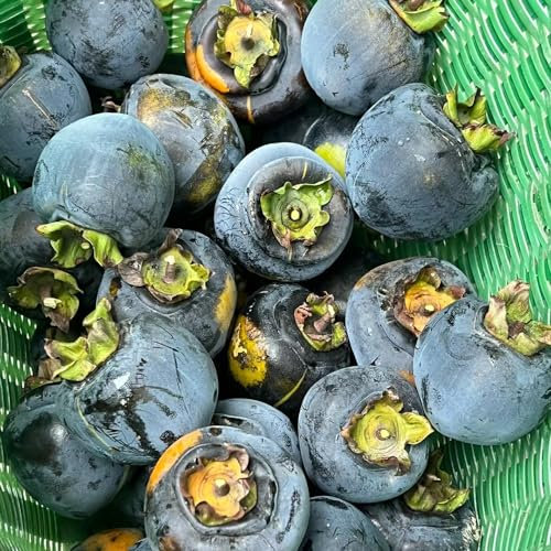 100 pcs kaki baum pflanze winterhart samen, kakibaum kaufen, winterharte pflanzen, alte sorten saatgut kaki samen (Diospyros kaki) balkonpflanzen winterhart seed, saatgut alte sorten