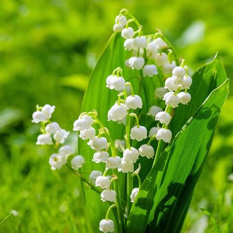 50pcs Fresh Lily of The Valley Flower Seeds