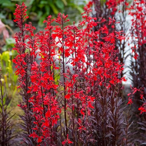 Lobelia Queen Victoria - Hardy Perennial Plant - Striking Red Flowers and Dark Foliage - Ideal for Borders, Pots, and Water Gardens - Outdoor Garden Ready Plants (9 cm Pot, 10-20 cm)