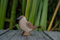 HolzWald - 4072 - Vögel, Spatz, Holz, Handarbeit, 6,2cm x 7,5cm x 2,2cm
