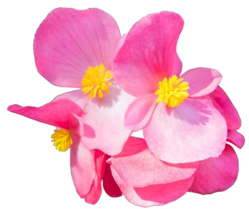 Begonia Plants, 'Mixed', 20 x Full Plant Pack, Begonias, Garden Flowers, Bedding Plants, Garden Ready and Ready to Plant, Premium Quality Flowers