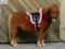 Barepad Plüschi Sattel Ersatz Reitkissen Minishetty Minipony Mini Shetty Schwarz Lila o Rosa Tysons (Shetty, Schwarz Rosa)
