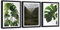 Feeby 3er-Set Bilder mit schwarzem Rahmen Posterset Print Poster Bilder Wohnung Wanddeko Wandbilder Gerahmt Wandposter Monstera Exotische Pflanzen Grün