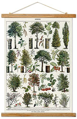 Ovfovy Vintage Wald Poster Aufhänger Rahmen Retro Stil Wandkunstdrucke Wandbilder Gedruckt auf Leinen mit Naturholzrahmen Illustrative Referenzdiagramm Poster für Wohnzimmer Büro Schlafzimmer