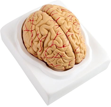 Cerveau Humain, Modèle D'artères Cérébrales Anatomiques En 8 Parties Ensemble Médical Scientifiques Scolaires Pour L'enseignement Et L'Étude Par Des Médecins Ou D'autres Professionnels