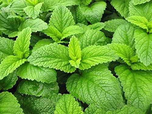 Balsamo di limone, semi di Melissa - Melissa officinalis