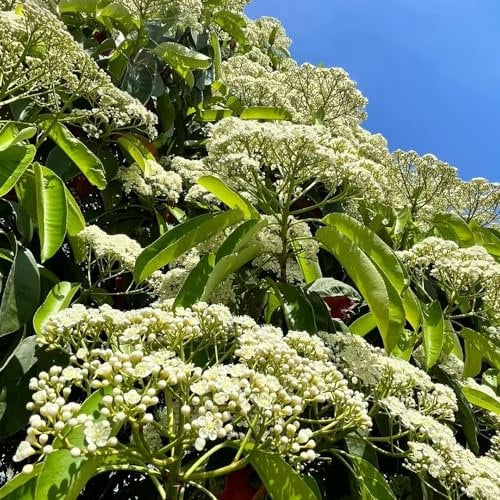 300 pcs heidekraut winterhart samen, kräuter, pflanzen, Photinia serratifolia, kräutersamen, garten heilpflanzen samen, alte sorten saatgut kräuterbeet balkon, samen heilkräuter samen,
