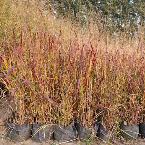 400 pz Semi di panico verga - Panicum virgatum - regali per gli amanti del giardino, piante d'appartamento che purificano l'aria semi da giardino, piante da giardino giardino interno,