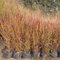 400 pz Semi di panico verga - Panicum virgatum - regali per gli amanti del giardino, piante d'appartamento che purificano l'aria semi da giardino, piante da giardino giardino interno,
