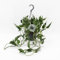 Epipremnum Pinnatum Aureum Shangri-La - Efeutute - Zimmerpflanze - Ø14cm - ↑45cm