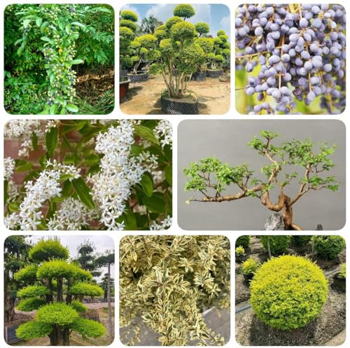300 pcs Liguster Heckenpflanzen Samen - hochbeete für garten, balkon pflanze Ligusterhecke Samen - pflanzen samen, extrem winterharte kübelpflanzen gärtnern spezielle samen Liguster
