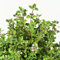 250 Semillas de Mejorana Officinale - SemiSauvage Permaculture