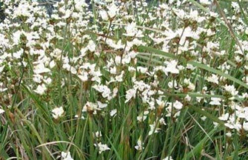 Libertia Grandifloraorchidee oder Neuseeland Iris 10 Samen