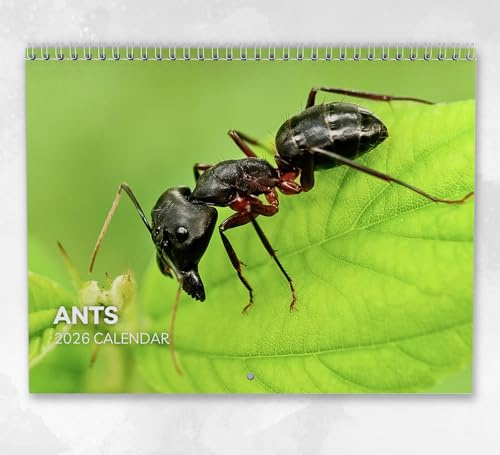 Ameisen Kalender 2026 Monatlicher Wandkalender mit Notizen, hängend im A4-Format, inklusive Schlüsseldaten & Feiertagen