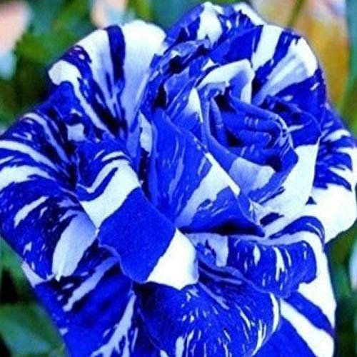 TOYHEART 100 Pezzi Semi Di Fiori Premium, Semi Piante Aromatiche, Semi Di Rosa Rari Piante Da Giardino Bonsai Blu Prolifici Semi Di Fiori Per Balcone Blu