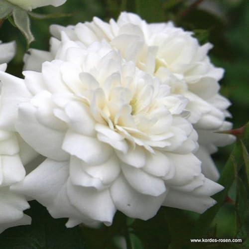 2 x Rose - Rosa 'Sea Foam' Topf 25-30 cm - Eine charmante bodendeckende Rose für das ganze Jahr