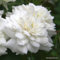 2 x Rose - Rosa 'Sea Foam' Topf 25-30 cm - Eine charmante bodendeckende Rose für das ganze Jahr