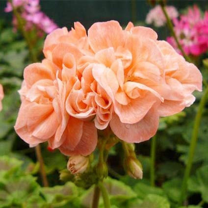 Kalash New 20 Pcs Geranium Apple Blossom Flower Seeds for Gardening Light Orange