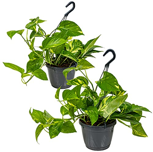 Bloomique - Lot de 2 Epipremnum Aureum - Lierre du Diable - Plantes Suspendues - Aussi adaptées comme plantes grimpantes - Plantes d’intérieur - Dépolluantes - Hauteur 20-30 cm - Pot 15 cm
