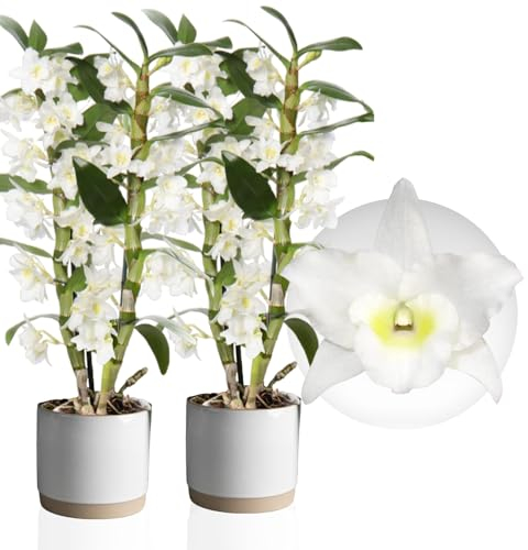 Bambus Dendrobium Nobile Orchideen White Passion, 2 Echte große Zimmerpflanzen aus Holland, 30-40 cm hoch, mit Blüten und duftend (keine künstliche Orchidee, ohne Dünger und Topf, kein Samen)