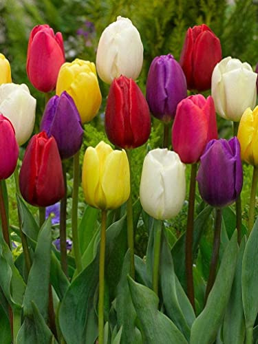 BULBI AUTUNNALI TULIPANO TRIUMPH MIX (Confezione da 25 Bulbi)