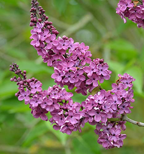 Hochstamm Edelflieder Andenken an Ludwig Späth 100-125cm - Syringa vulgaris