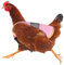 Qikam Warnweste Für Hühner, Huhn Weste Hühner Warnwesten Pet Reflective Vest Pet Warnweste Huhn Kleidung Geflügel Henne Sattel Schürze Federschutz Für Huhn Und Ente