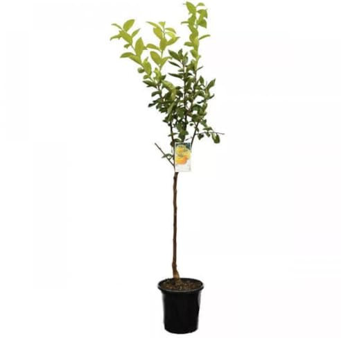 Diospyros KAKI 'Rote Brillante' Kakibaum -winterharte Pflanze 150-180cm veredelt