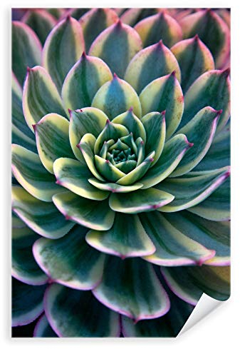 Postereck - 3041 - Sukkulente, Pflanze Natur Close Up Flora Grün - Wandposter Fotoposter Bilder Wandbild Wandbilder - Poster - 3:2-61,0 cm x 40,5 cm