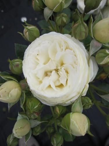 Rosa Artemis® - Strauchrose - Nostalgierose - Tantau Rose Stückzahl 1