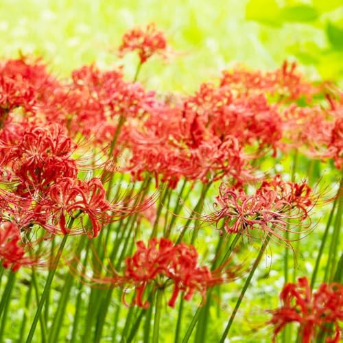 bulbi di giglio ragno - fiori pianta d'appartamento giardino blutblume giardino erbe aromatiche fiori primaverili bulbi a primaverile piante 10pcs