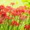bulbi di giglio ragno - fiori pianta d'appartamento giardino blutblume giardino erbe aromatiche fiori primaverili bulbi a primaverile piante 10pcs