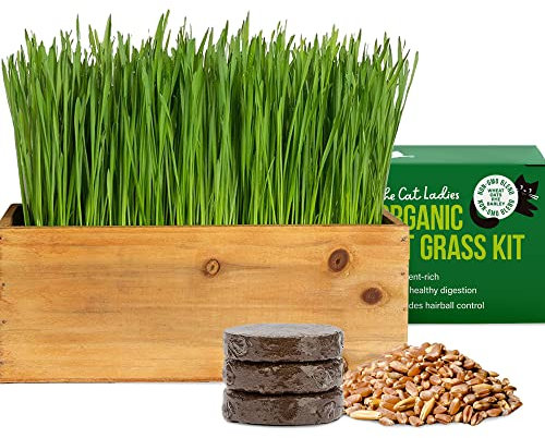 Katzengras-Set (organisch) mit rustikalem Holz-Pflanzgefäß, Samen und Erde einfach anzubauen – ideal für drinnen und draußen, für Katzen, Hunde und andere Haustiere