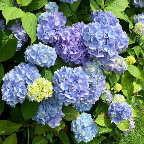 Hydrangea macrophylla ‘Early Blue’ - Hardy Shrub - Large Blue Flowering - Ideal for Borders & Patio Pot Displays - Easy to Grow Your Own - Cottage Garden - 1x 10.5cm Pot by Thompson and Morgan (1)