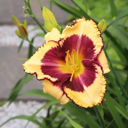 100 piezas azucenas semillas de plantas resistentes, azucenas, semillas de variedades antiguas, plantas resistentes Hemerocallis balcón de semillas, jardín de flores regalos jardín,